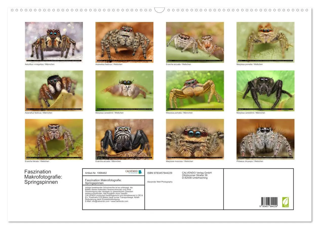 Bild: 9783457844229 | Faszination Makrofotografie: Springspinnen (Wandkalender 2026 DIN...
