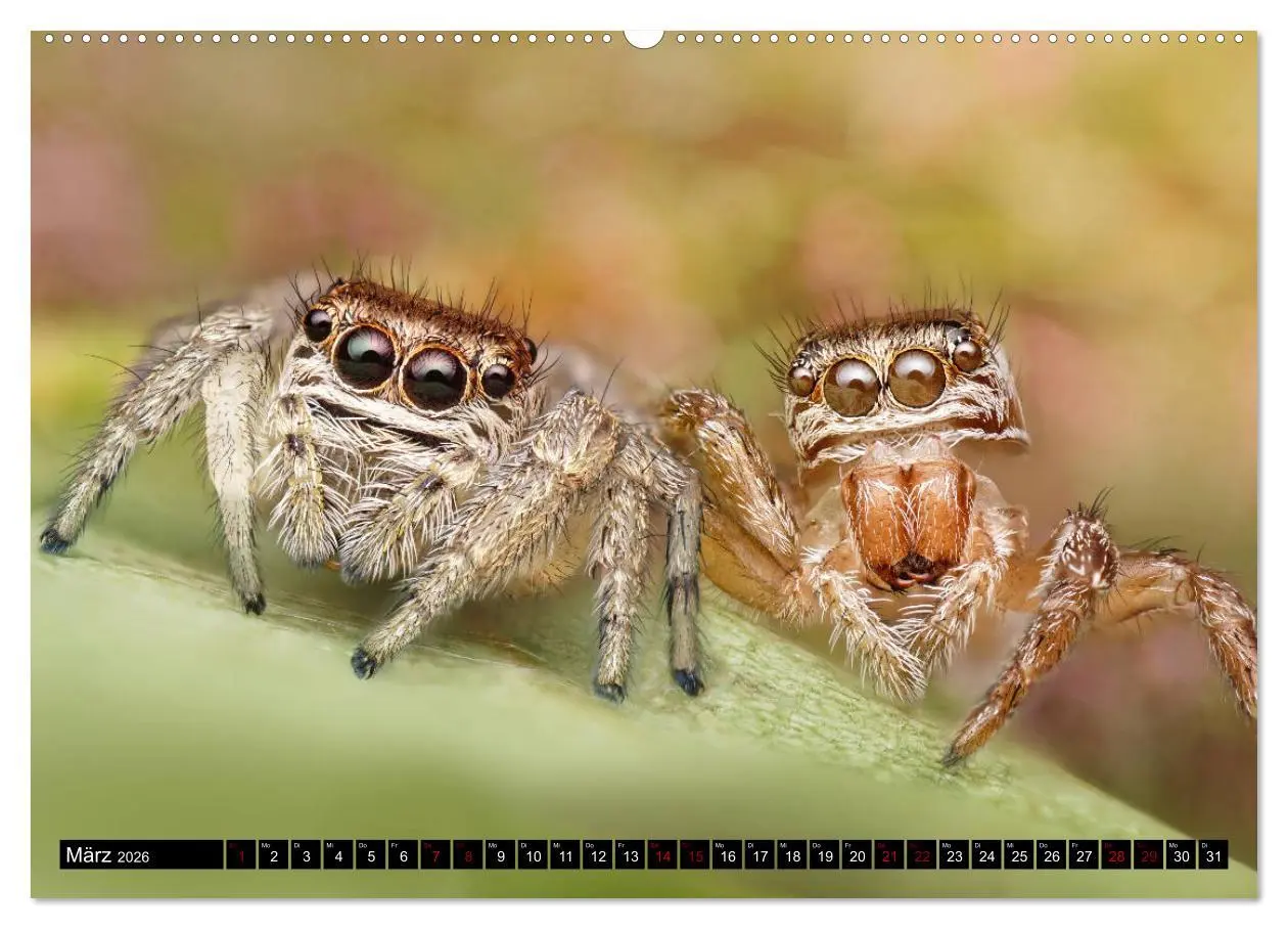 Bild: 9783457844229 | Faszination Makrofotografie: Springspinnen (Wandkalender 2026 DIN...
