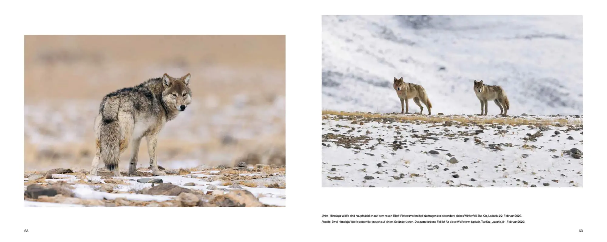 Bild: 9783258084329 | Der Wolf | Ein Grenzgänger zwischen Natur und Kultur | Heinrich Haller