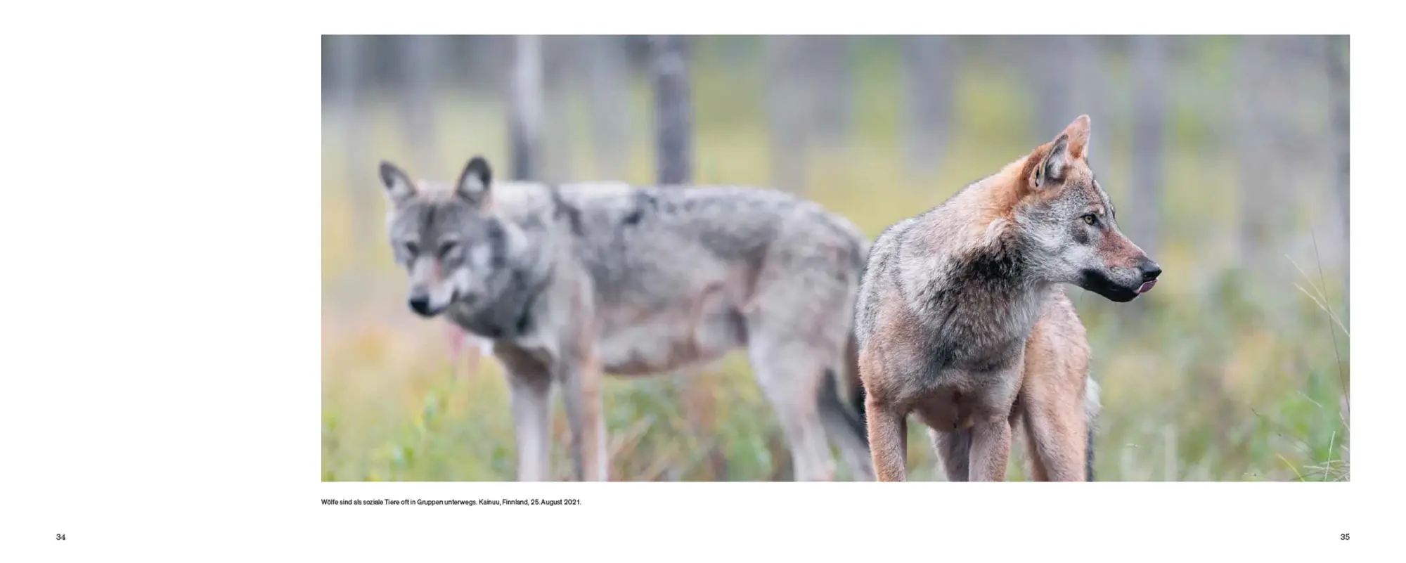 Bild: 9783258084329 | Der Wolf | Ein Grenzgänger zwischen Natur und Kultur | Heinrich Haller