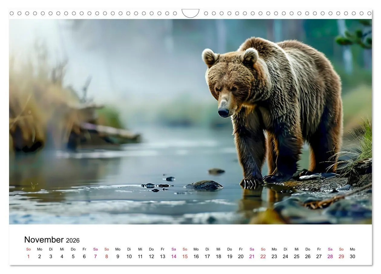 Bild: 9783457374429 | Bären - gefährlich nett (Wandkalender 2026 DIN A3 quer), CALVENDO...