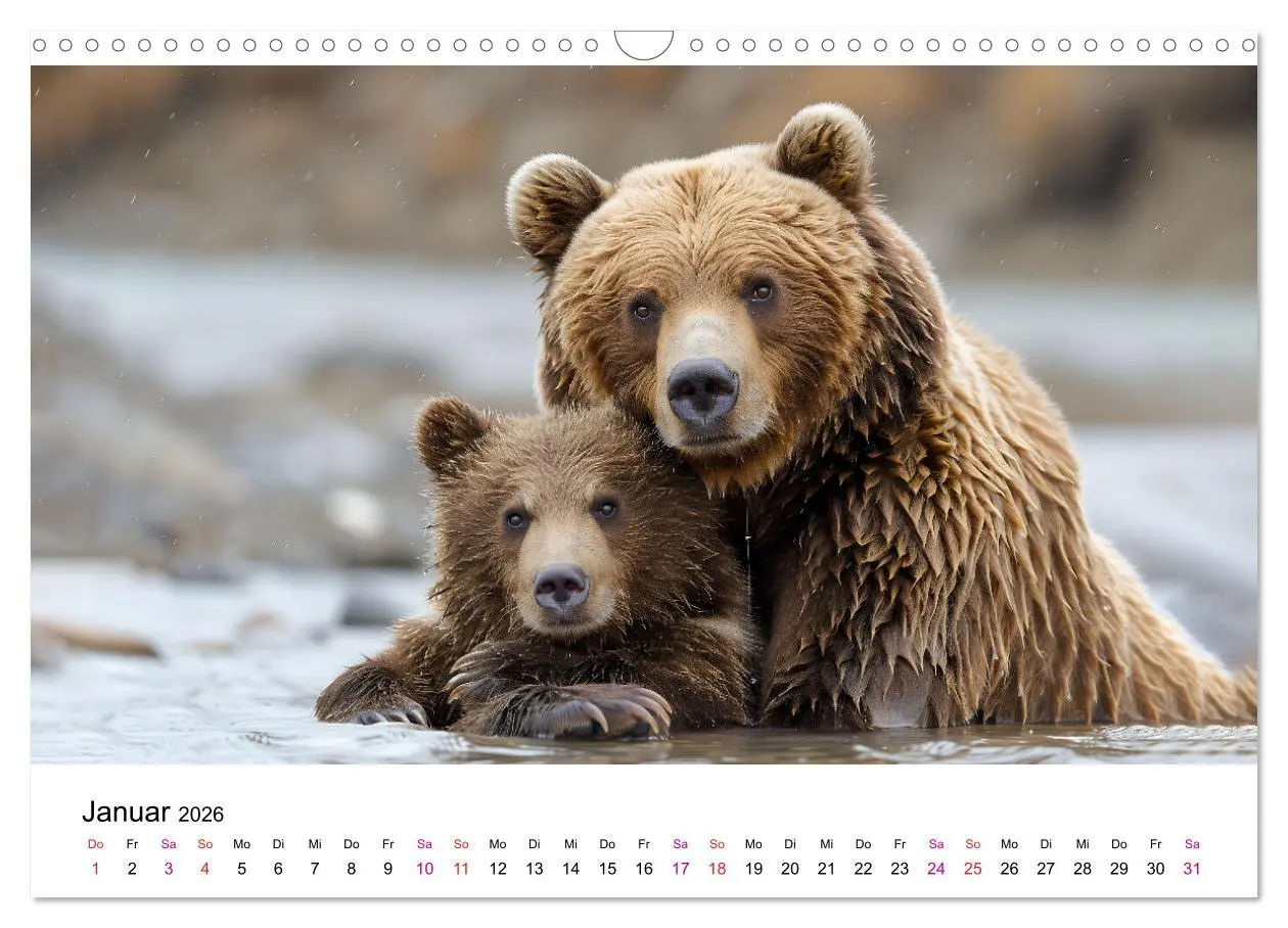 Bild: 9783457374429 | Bären - gefährlich nett (Wandkalender 2026 DIN A3 quer), CALVENDO...