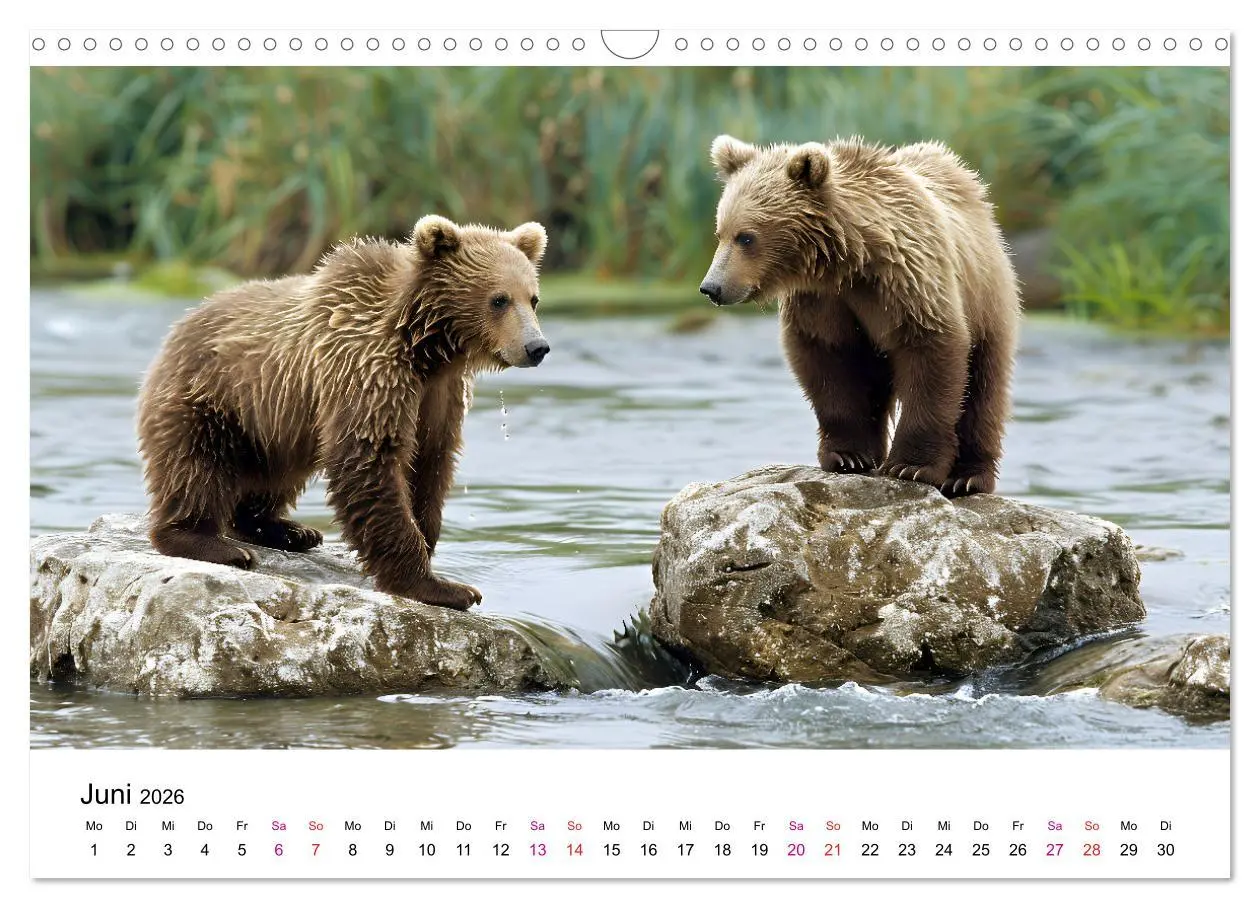 Bild: 9783457374429 | Bären - gefährlich nett (Wandkalender 2026 DIN A3 quer), CALVENDO...