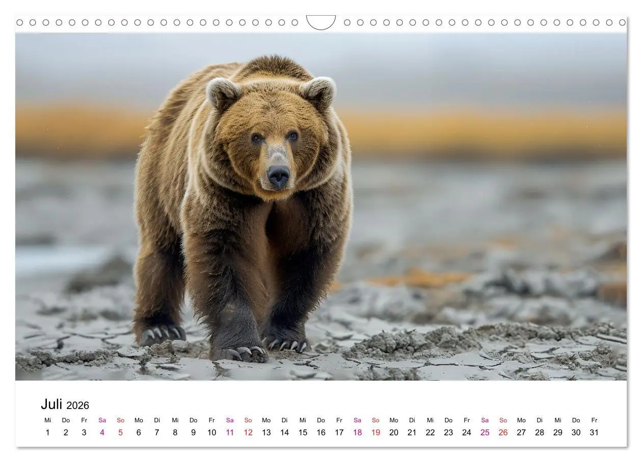 Bild: 9783457374429 | Bären - gefährlich nett (Wandkalender 2026 DIN A3 quer), CALVENDO...