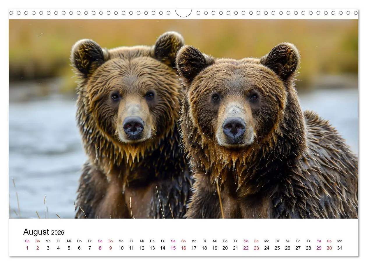 Bild: 9783457374429 | Bären - gefährlich nett (Wandkalender 2026 DIN A3 quer), CALVENDO...