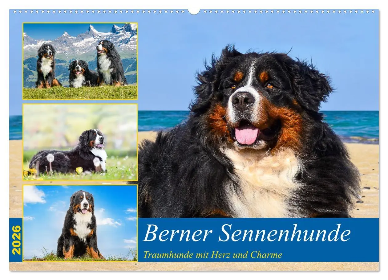 Cover: 9783457514429 | Berner Sennenhunde - Traumhunde mit Charme (Wandkalender 2026 DIN...