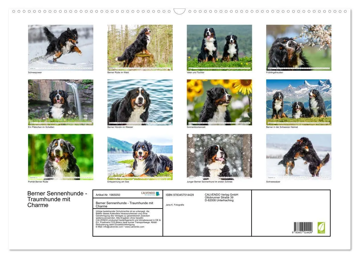 Bild: 9783457514429 | Berner Sennenhunde - Traumhunde mit Charme (Wandkalender 2026 DIN...