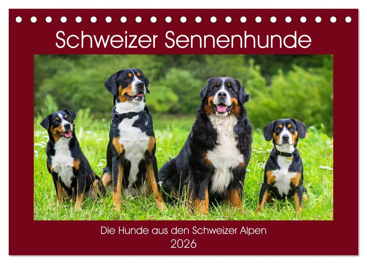 Cover: 9783457824429 | Schweizer Sennenhunde - die Hunde aus den Schweizer Alpen...