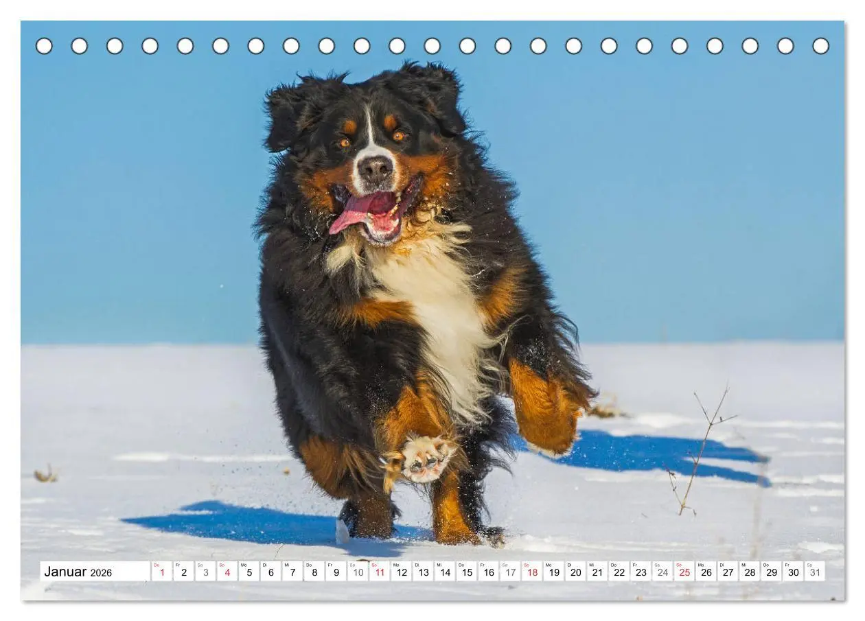 Bild: 9783457824429 | Schweizer Sennenhunde - die Hunde aus den Schweizer Alpen...
