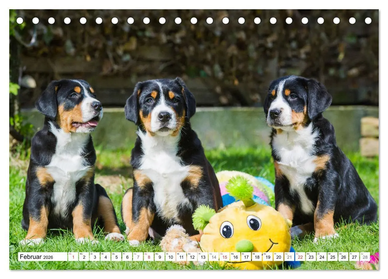 Bild: 9783457824429 | Schweizer Sennenhunde - die Hunde aus den Schweizer Alpen...
