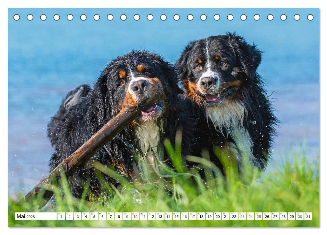 Bild: 9783457824429 | Schweizer Sennenhunde - die Hunde aus den Schweizer Alpen...