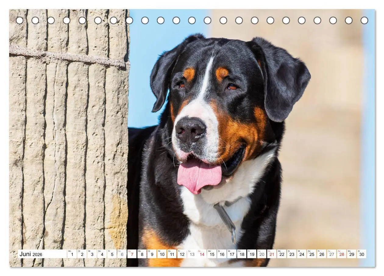 Bild: 9783457824429 | Schweizer Sennenhunde - die Hunde aus den Schweizer Alpen...