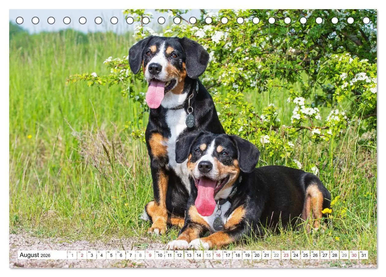 Bild: 9783457824429 | Schweizer Sennenhunde - die Hunde aus den Schweizer Alpen...