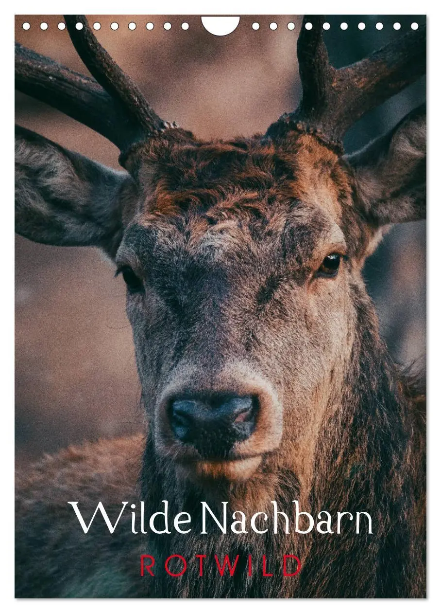 Cover: 9783516394429 | Wilde Nachbarn: Rotwild (Wandkalender 2026 DIN A4 hoch), CALVENDO...