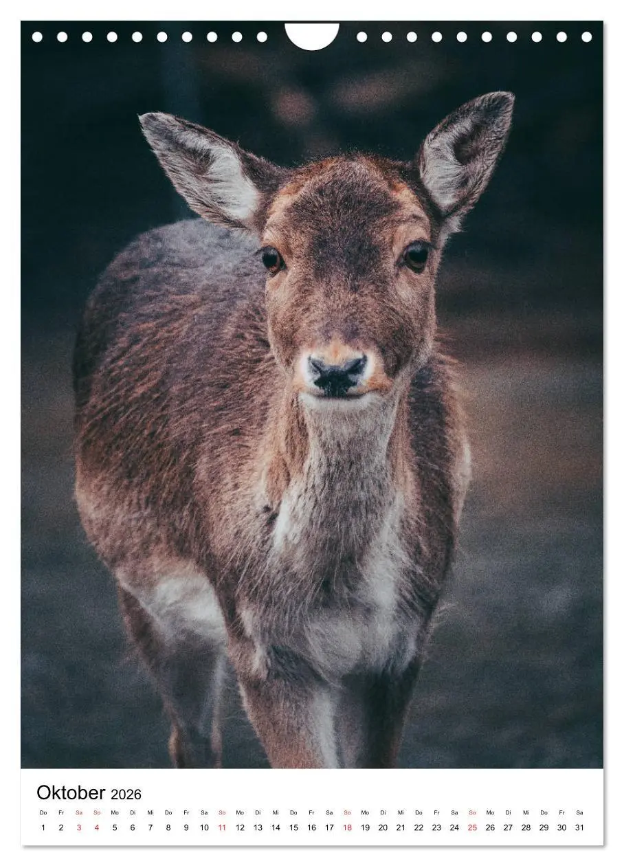 Bild: 9783516394429 | Wilde Nachbarn: Rotwild (Wandkalender 2026 DIN A4 hoch), CALVENDO...