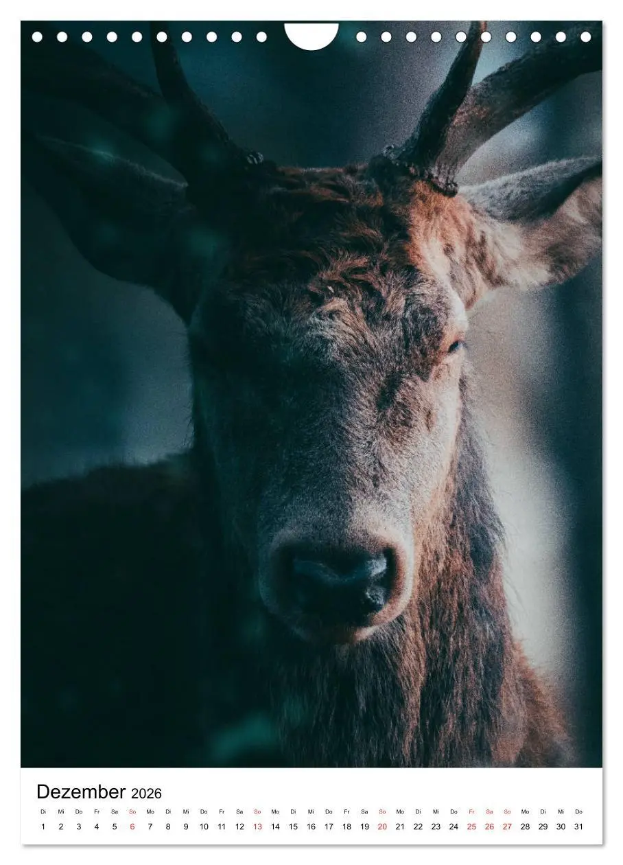 Bild: 9783516394429 | Wilde Nachbarn: Rotwild (Wandkalender 2026 DIN A4 hoch), CALVENDO...