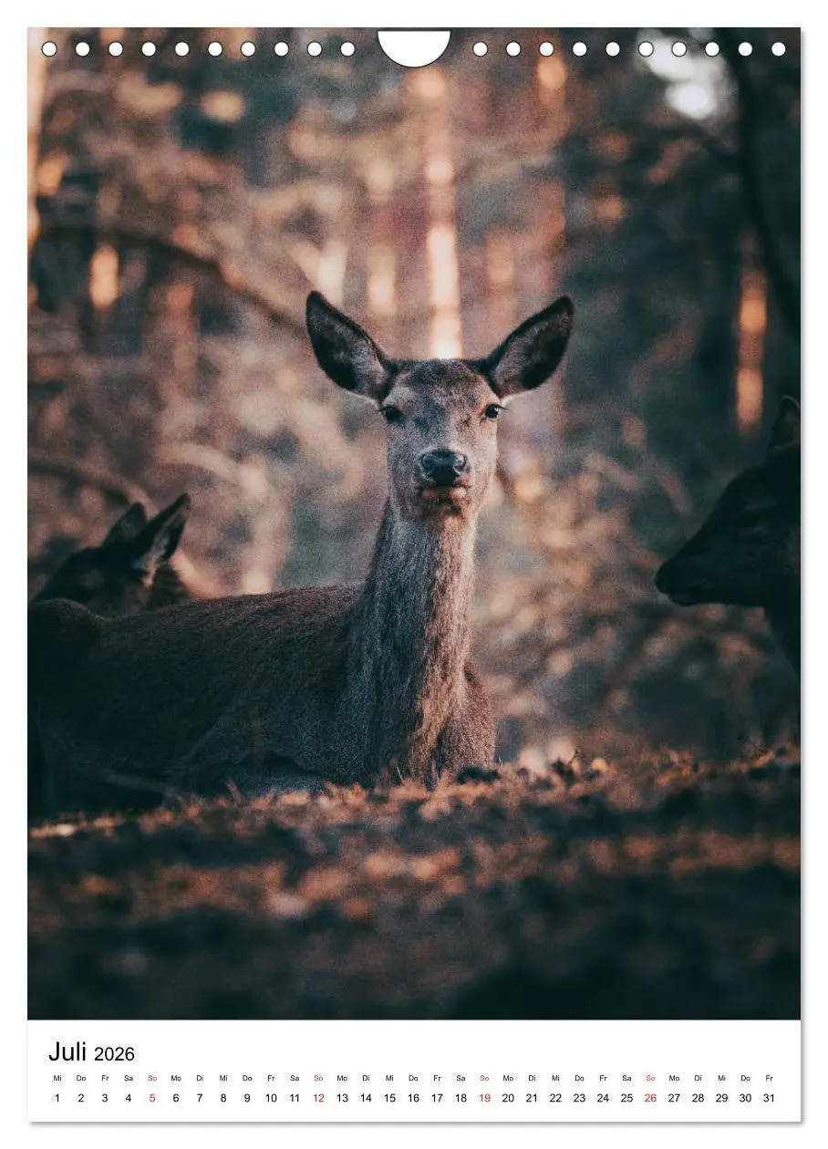 Bild: 9783516394429 | Wilde Nachbarn: Rotwild (Wandkalender 2026 DIN A4 hoch), CALVENDO...