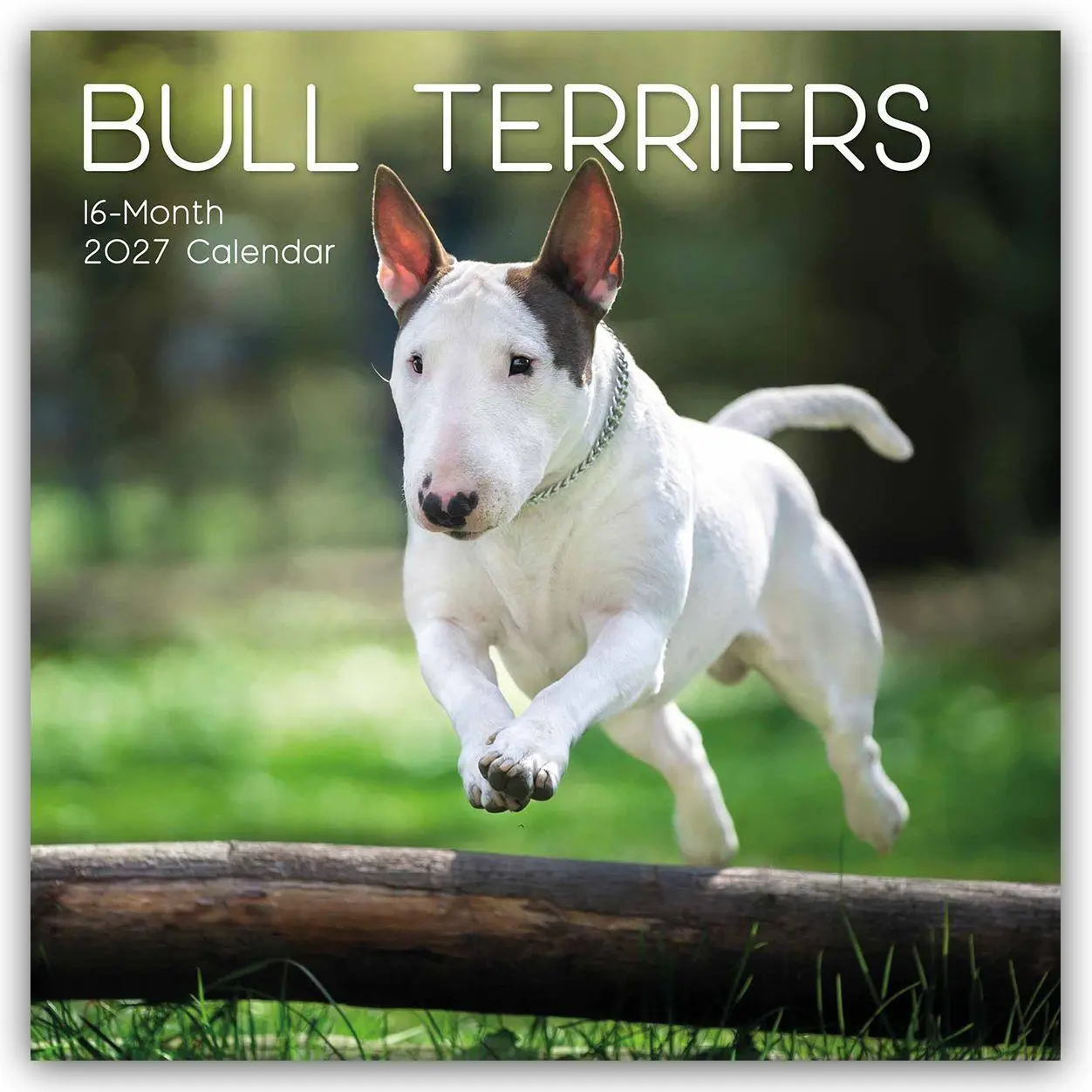 Cover: 9781805974529 | Bull Terrier 2027 - 16-Monatskalender | Gifted Stationery Co. Ltd