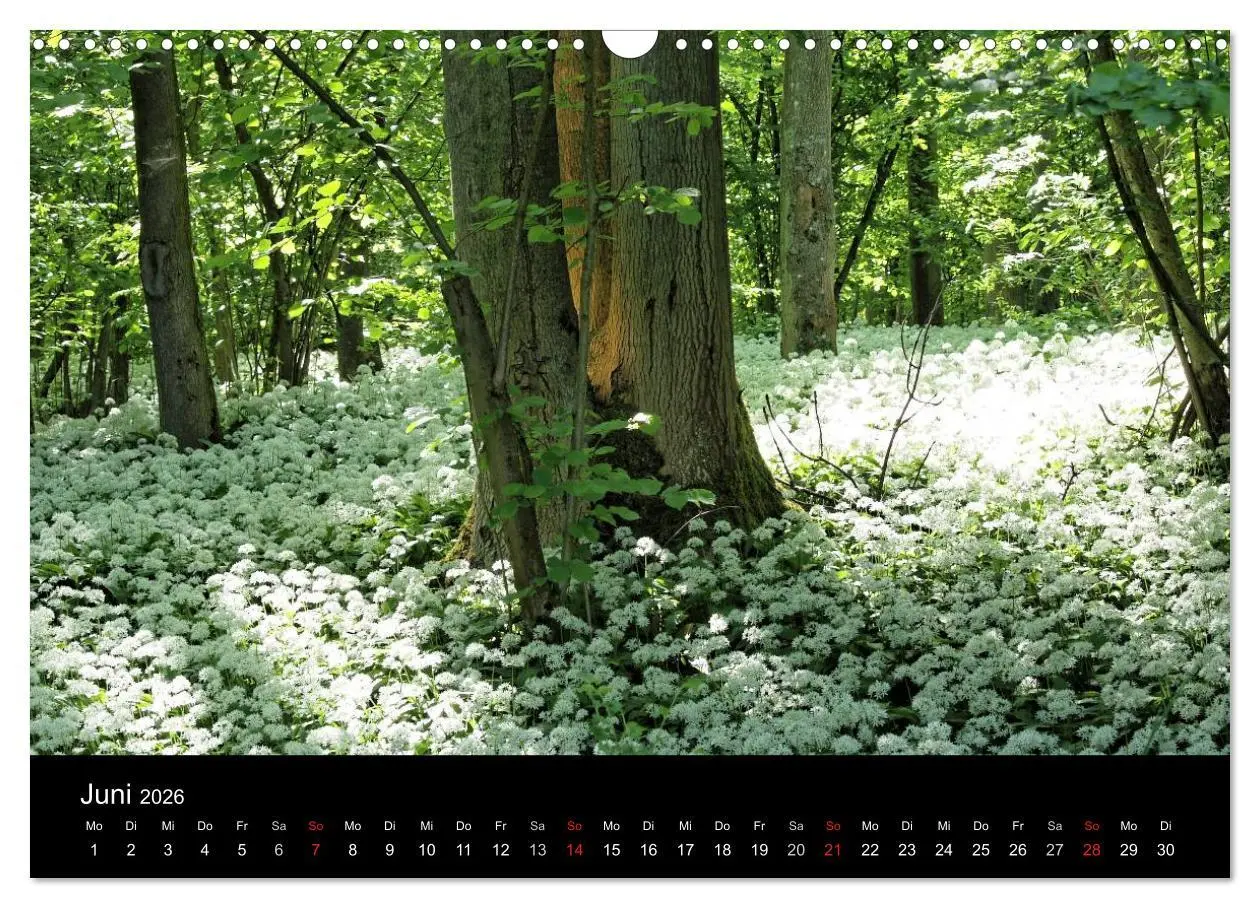 Bild: 9783457974629 | Himmel über Rheinhessen (Wandkalender 2026 DIN A3 quer), CALVENDO...