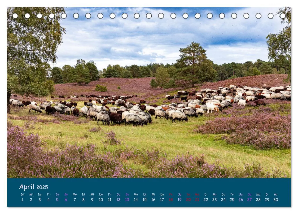 Bild: 9783435014729 | Heidschnucken, die prächtigen Schafe der Lüneburger Heide...