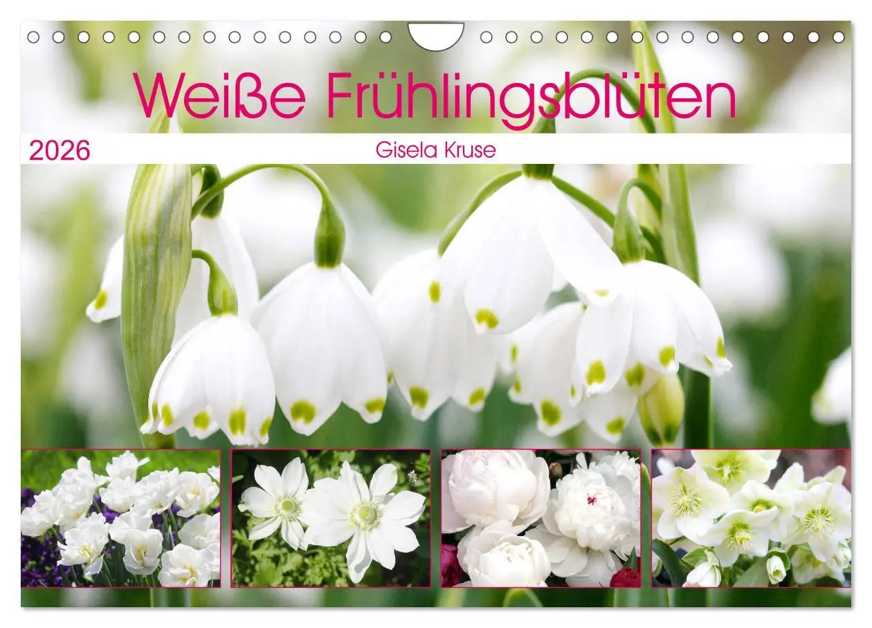 Cover: 9783457704929 | Weiße Frühlingsblüten (Wandkalender 2026 DIN A4 quer), CALVENDO...