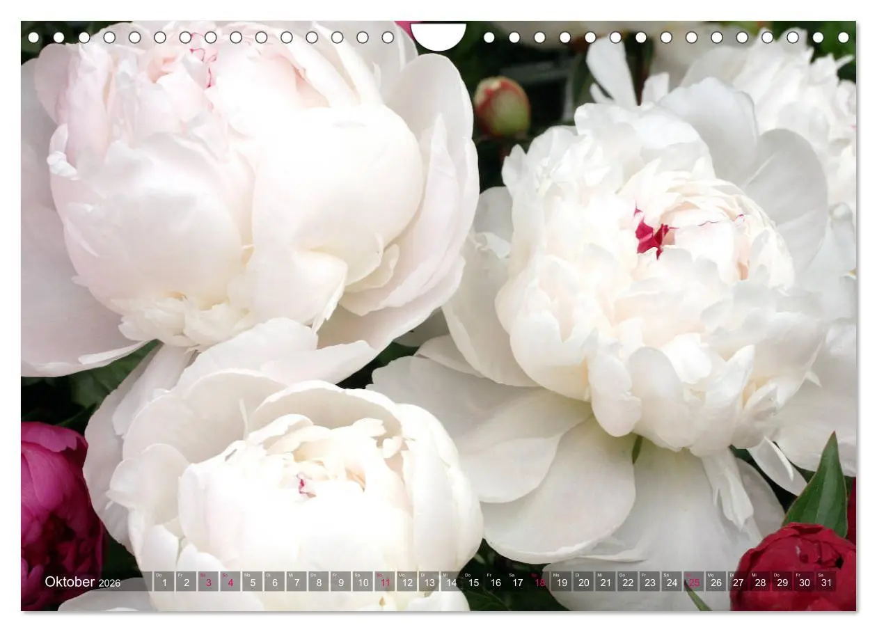 Bild: 9783457704929 | Weiße Frühlingsblüten (Wandkalender 2026 DIN A4 quer), CALVENDO...