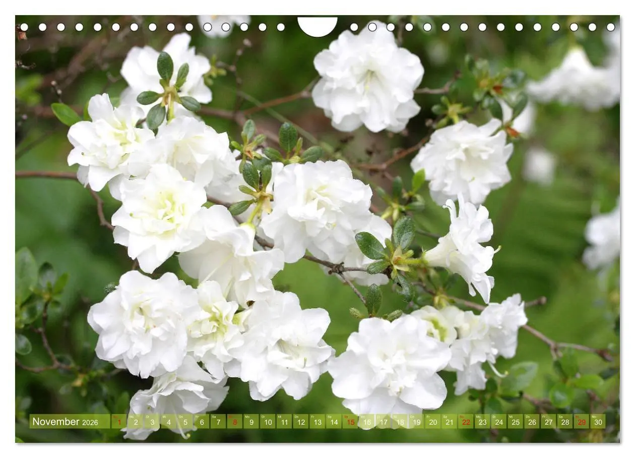 Bild: 9783457704929 | Weiße Frühlingsblüten (Wandkalender 2026 DIN A4 quer), CALVENDO...