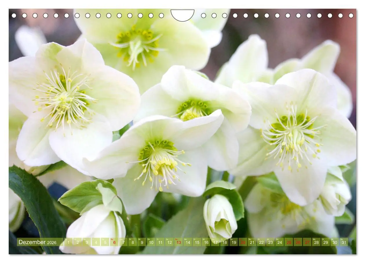 Bild: 9783457704929 | Weiße Frühlingsblüten (Wandkalender 2026 DIN A4 quer), CALVENDO...