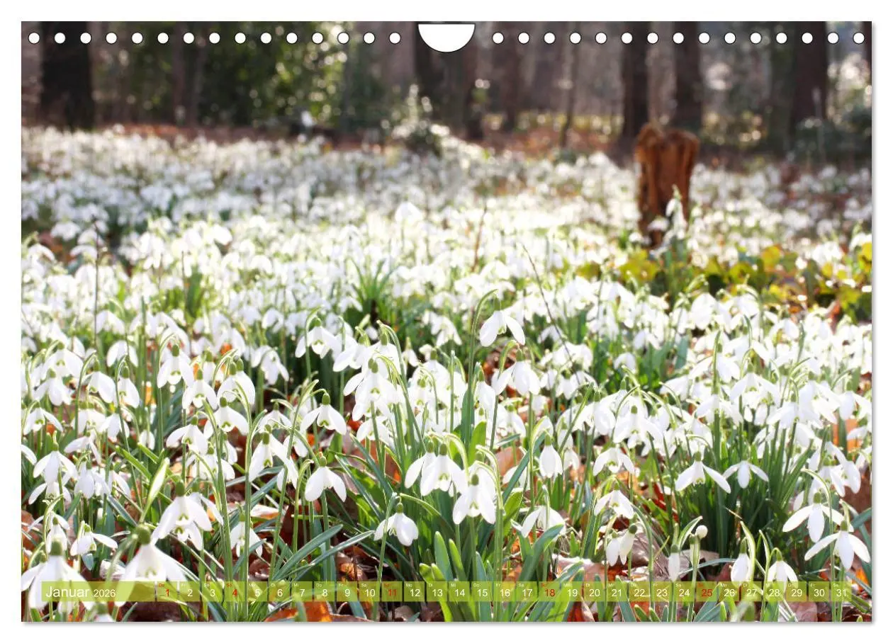 Bild: 9783457704929 | Weiße Frühlingsblüten (Wandkalender 2026 DIN A4 quer), CALVENDO...