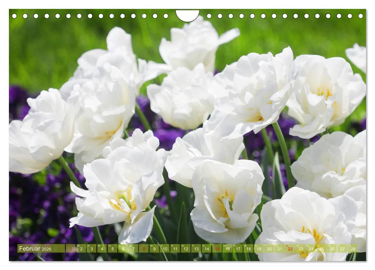 Bild: 9783457704929 | Weiße Frühlingsblüten (Wandkalender 2026 DIN A4 quer), CALVENDO...