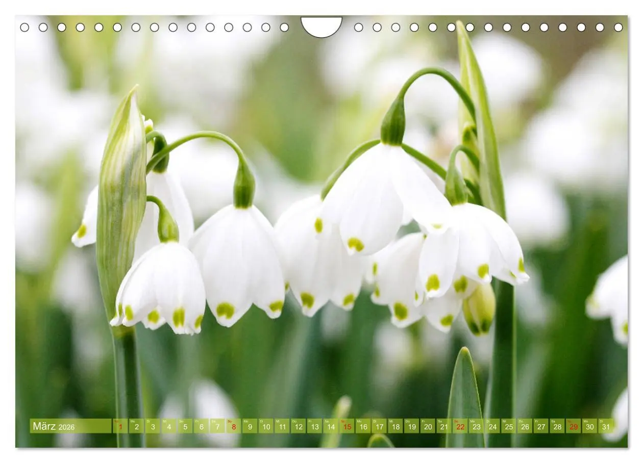 Bild: 9783457704929 | Weiße Frühlingsblüten (Wandkalender 2026 DIN A4 quer), CALVENDO...