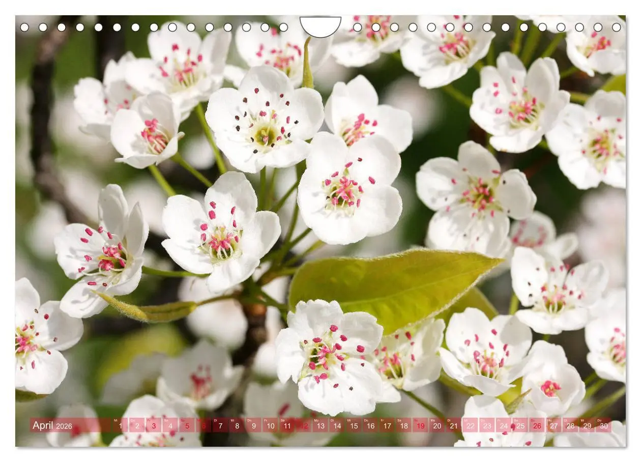 Bild: 9783457704929 | Weiße Frühlingsblüten (Wandkalender 2026 DIN A4 quer), CALVENDO...