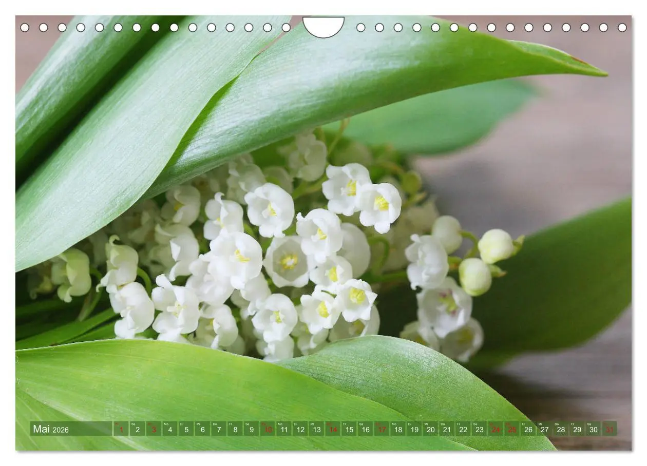 Bild: 9783457704929 | Weiße Frühlingsblüten (Wandkalender 2026 DIN A4 quer), CALVENDO...