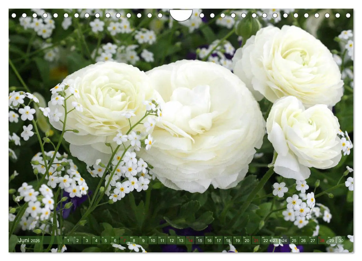 Bild: 9783457704929 | Weiße Frühlingsblüten (Wandkalender 2026 DIN A4 quer), CALVENDO...