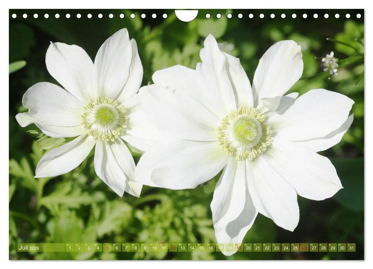 Bild: 9783457704929 | Weiße Frühlingsblüten (Wandkalender 2026 DIN A4 quer), CALVENDO...