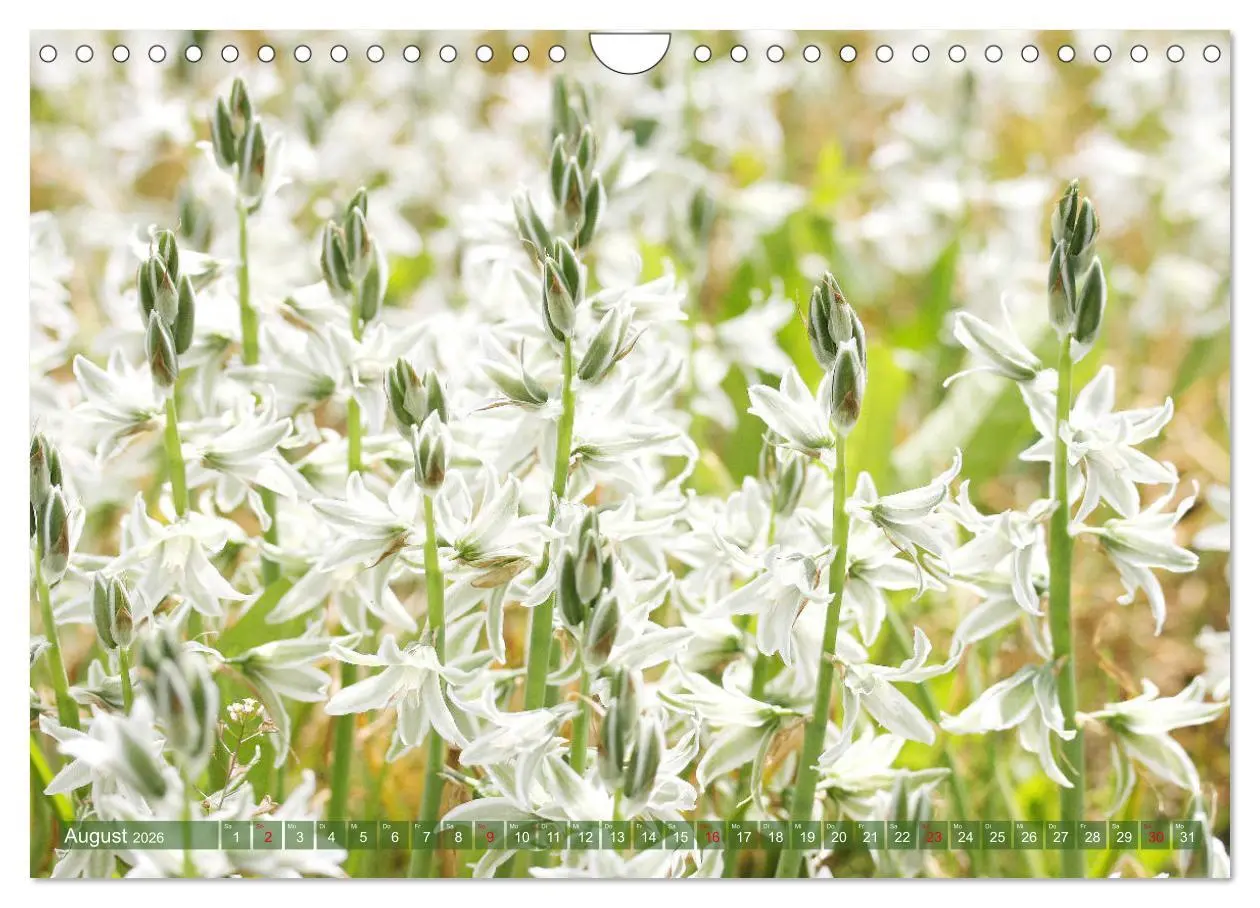 Bild: 9783457704929 | Weiße Frühlingsblüten (Wandkalender 2026 DIN A4 quer), CALVENDO...