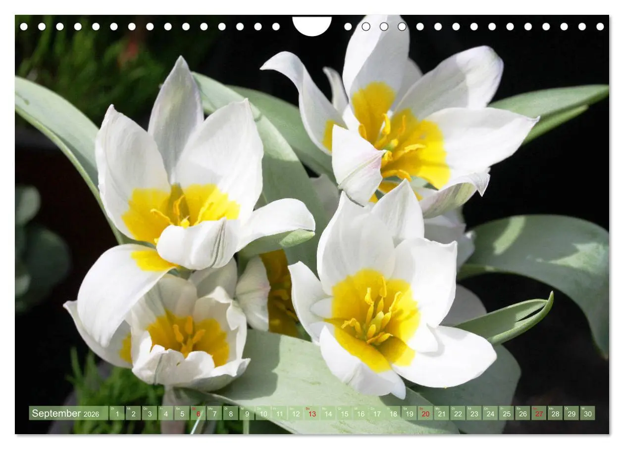 Bild: 9783457704929 | Weiße Frühlingsblüten (Wandkalender 2026 DIN A4 quer), CALVENDO...