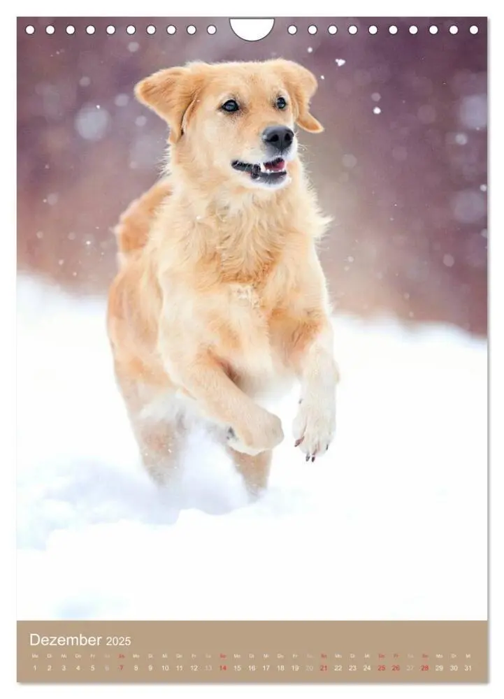 Bild: 9783457065129 | Golden Retriever (Wandkalender 2025 DIN A4 hoch), CALVENDO...