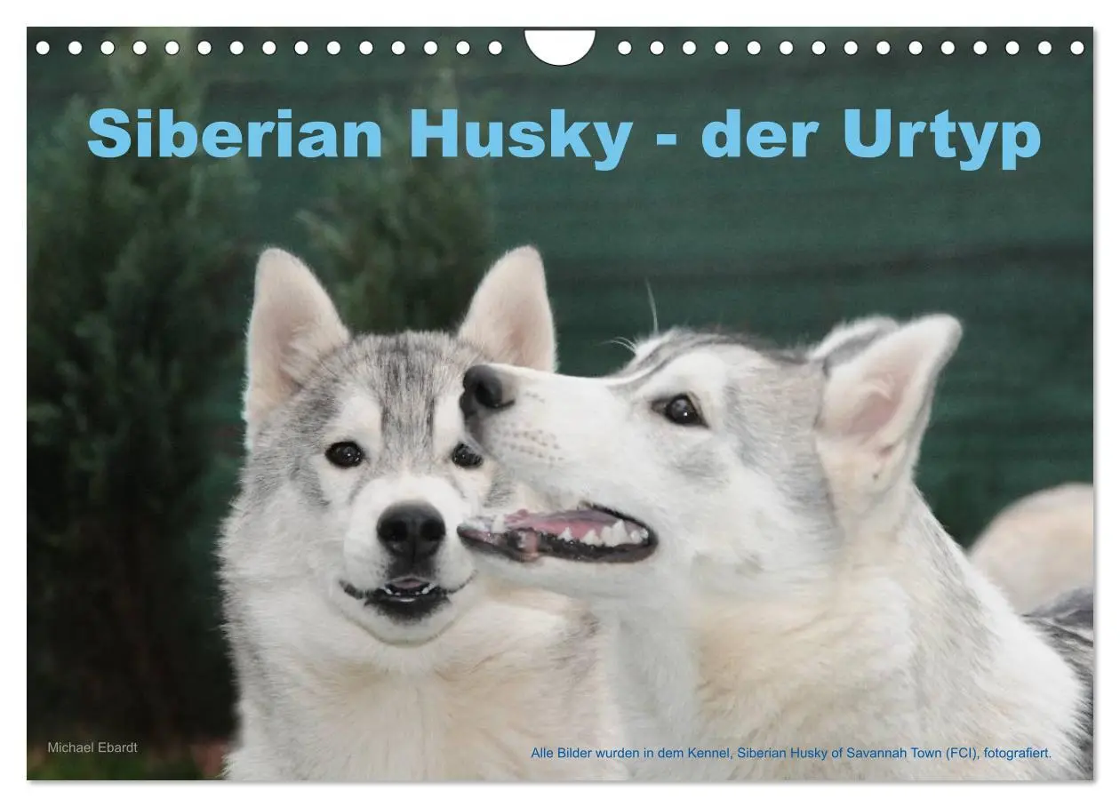 Cover: 9783516155129 | Siberian Husky - der Urtyp (Wandkalender 2026 DIN A4 quer),...