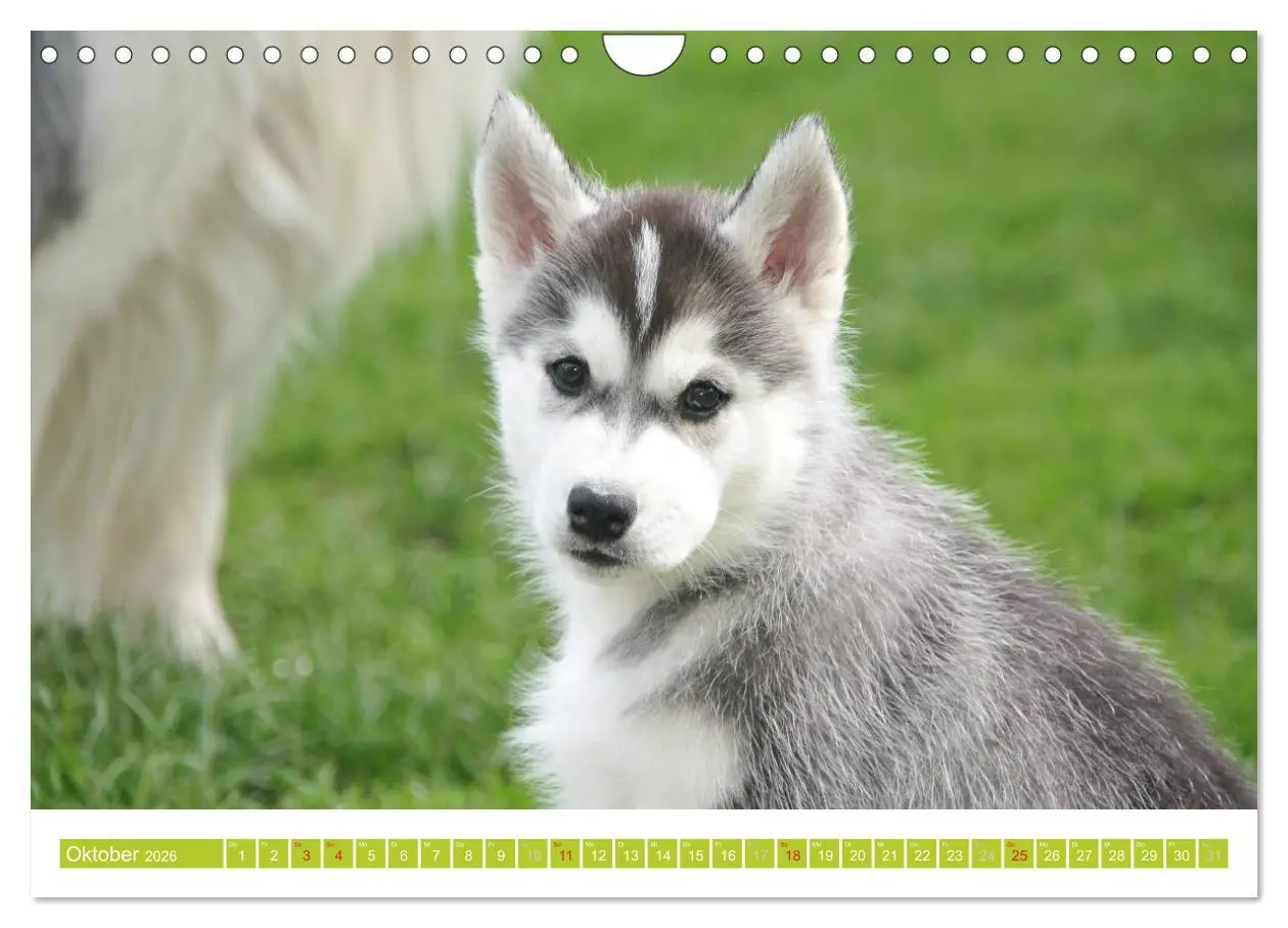 Bild: 9783516155129 | Siberian Husky - der Urtyp (Wandkalender 2026 DIN A4 quer),...