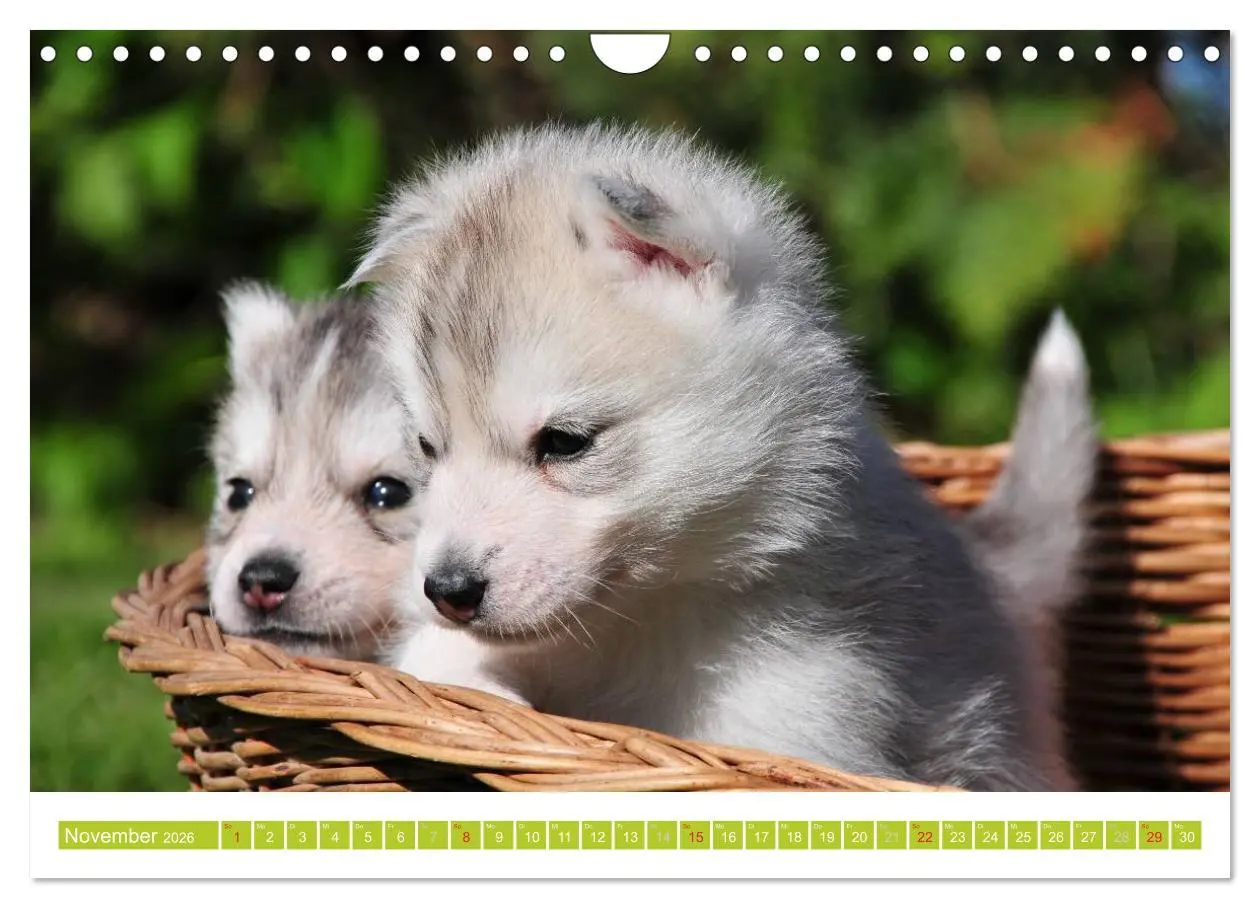 Bild: 9783516155129 | Siberian Husky - der Urtyp (Wandkalender 2026 DIN A4 quer),...