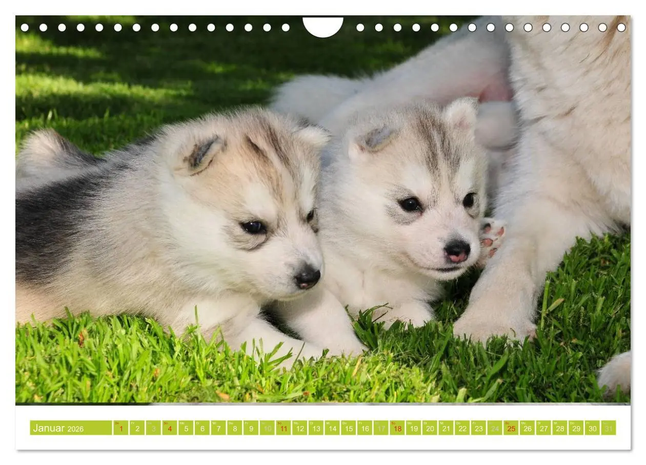 Bild: 9783516155129 | Siberian Husky - der Urtyp (Wandkalender 2026 DIN A4 quer),...