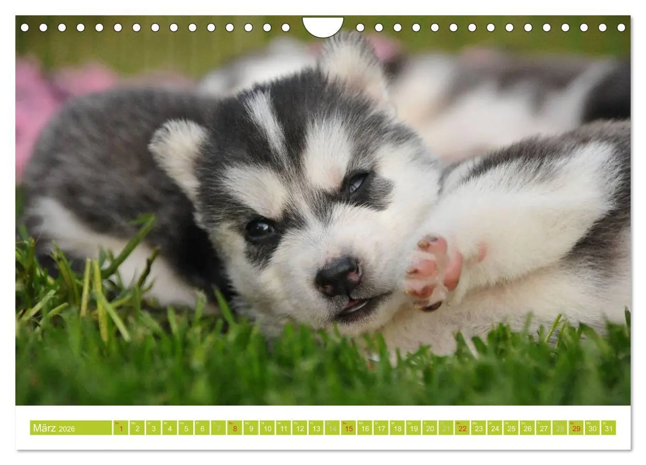 Bild: 9783516155129 | Siberian Husky - der Urtyp (Wandkalender 2026 DIN A4 quer),...