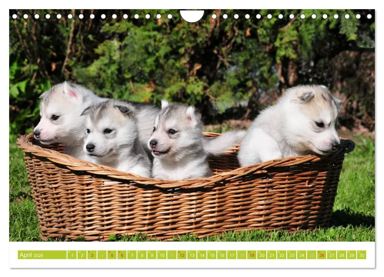 Bild: 9783516155129 | Siberian Husky - der Urtyp (Wandkalender 2026 DIN A4 quer),...