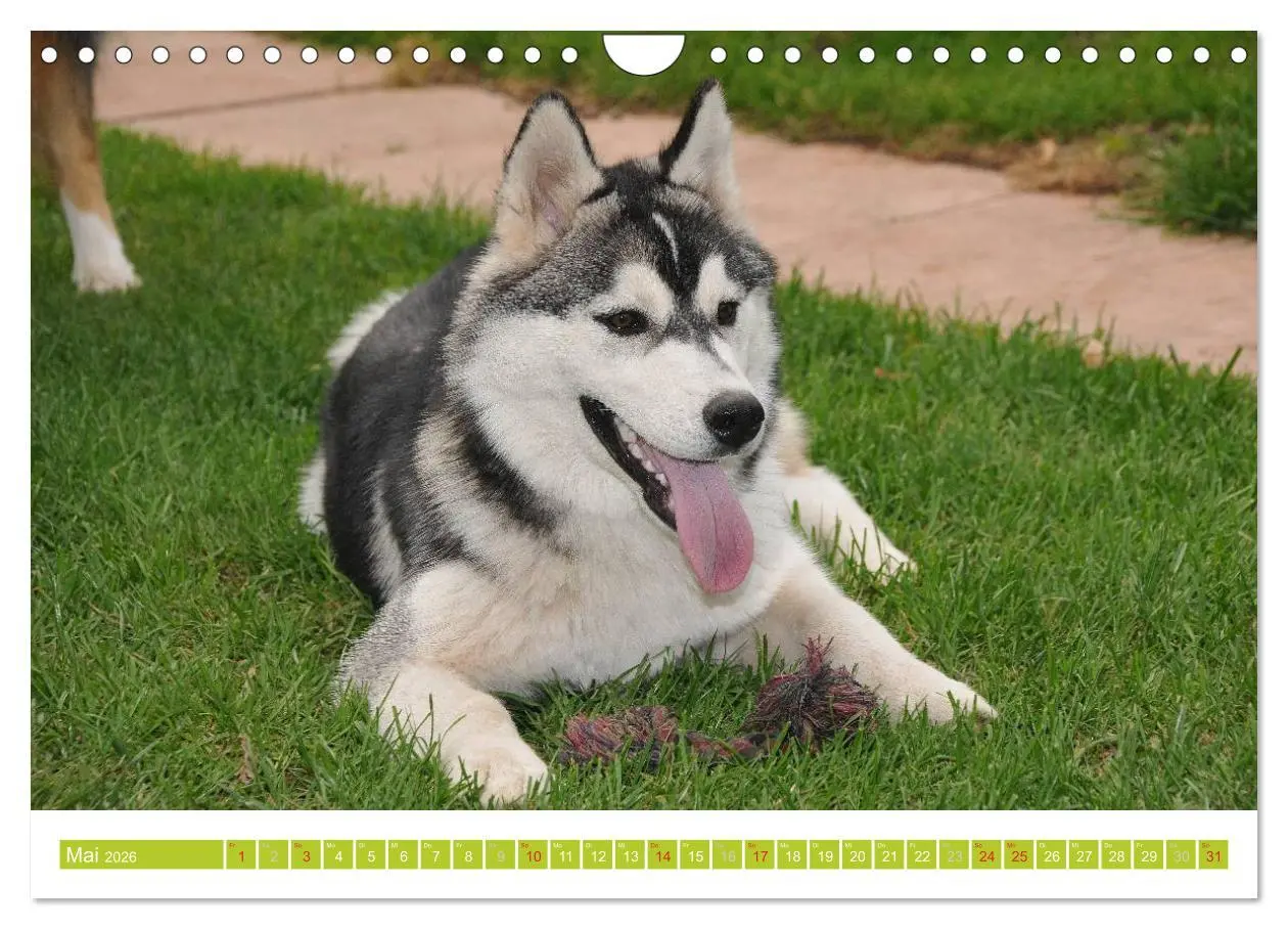Bild: 9783516155129 | Siberian Husky - der Urtyp (Wandkalender 2026 DIN A4 quer),...