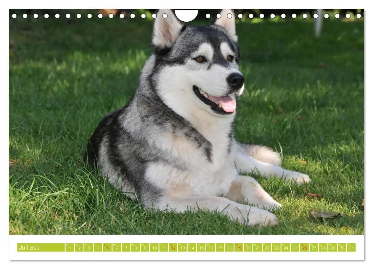 Bild: 9783516155129 | Siberian Husky - der Urtyp (Wandkalender 2026 DIN A4 quer),...