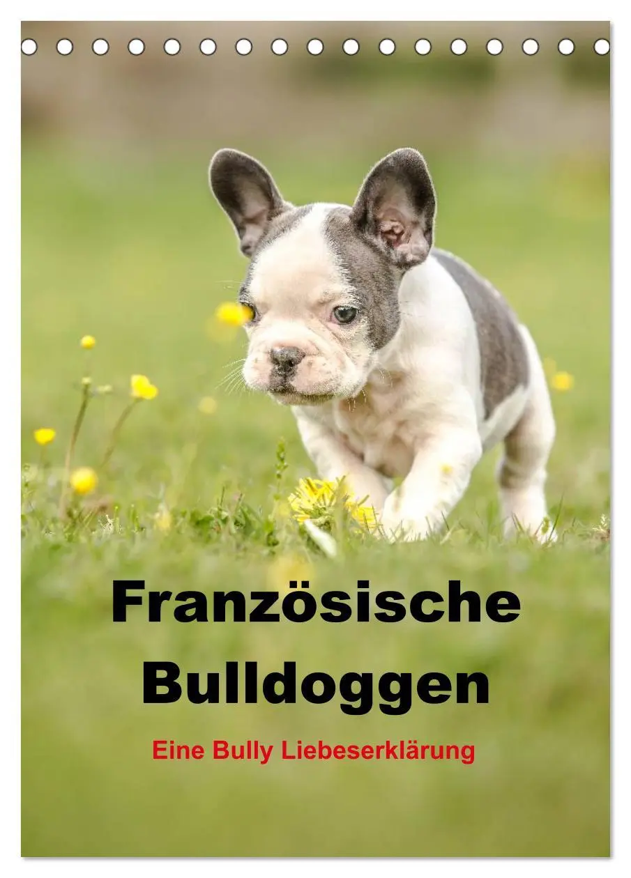 Cover: 9783516465129 | Französische Bulldoggen - Eine Bully Liebeserkärung (Tischkalender...