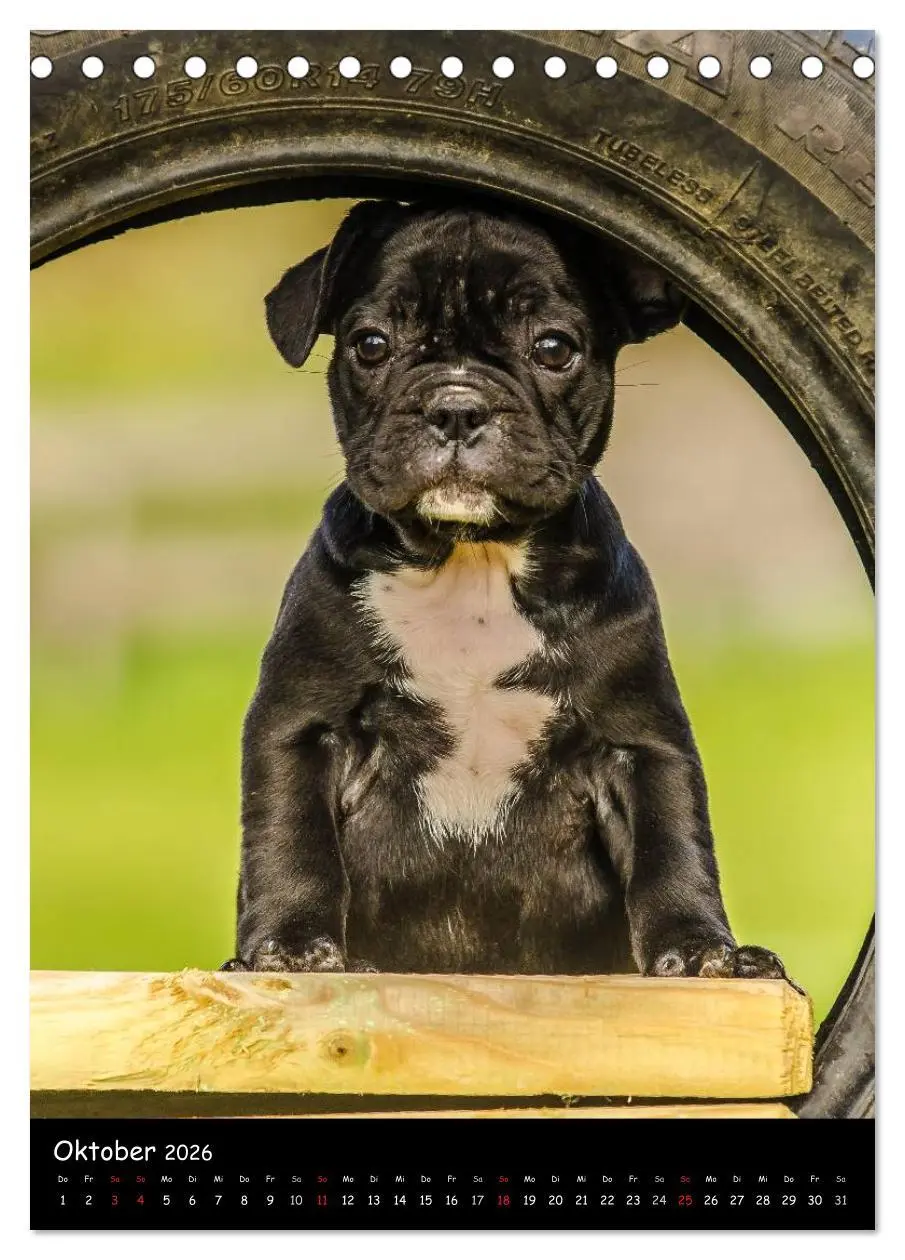 Bild: 9783516465129 | Französische Bulldoggen - Eine Bully Liebeserkärung (Tischkalender...