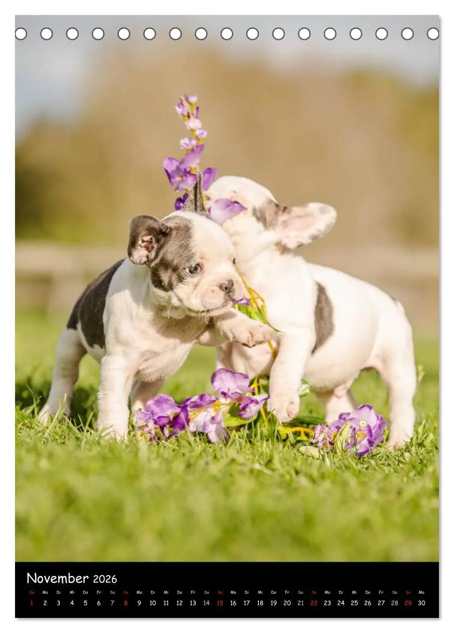Bild: 9783516465129 | Französische Bulldoggen - Eine Bully Liebeserkärung (Tischkalender...