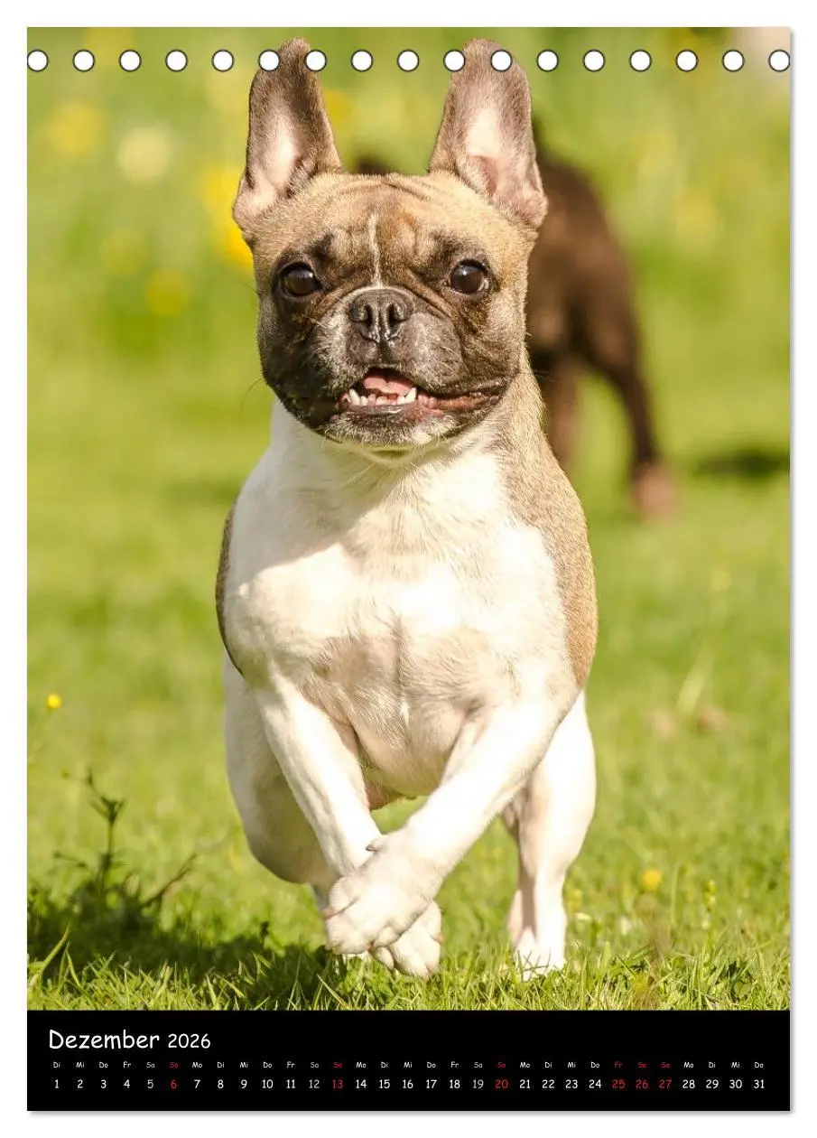 Bild: 9783516465129 | Französische Bulldoggen - Eine Bully Liebeserkärung (Tischkalender...